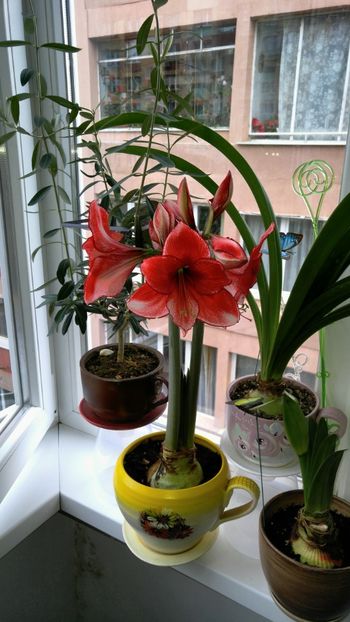  - charisma hippeastrum