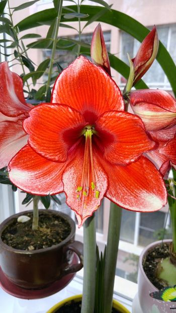  - charisma hippeastrum