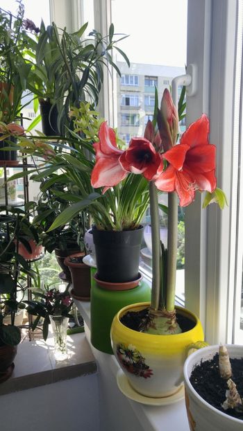  - charisma hippeastrum