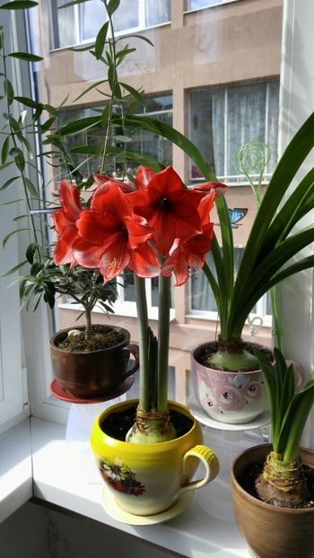  - charisma hippeastrum