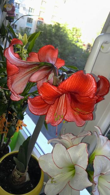  - charisma hippeastrum