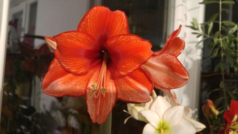  - charisma hippeastrum