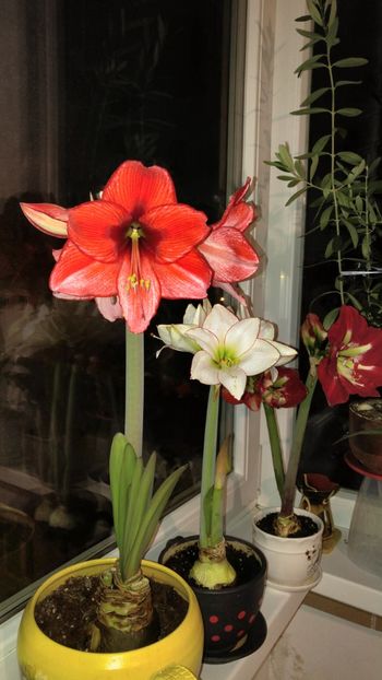  - charisma hippeastrum