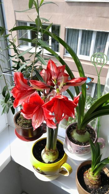  - charisma hippeastrum