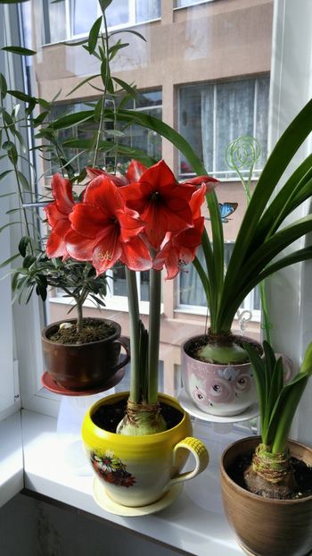  - charisma hippeastrum