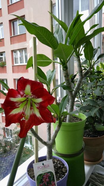  - barbados hippeastrum 2018