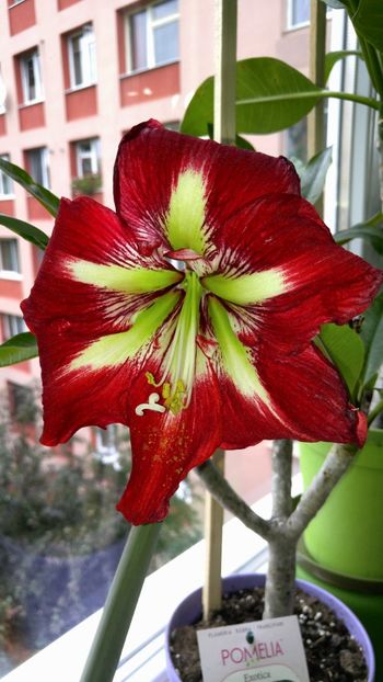  - barbados hippeastrum 2018