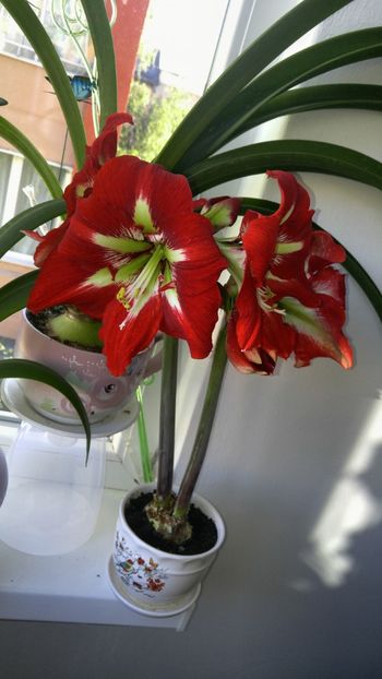  - barbados hippeastrum 2018