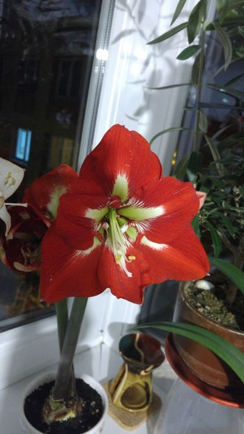  - barbados hippeastrum 2018