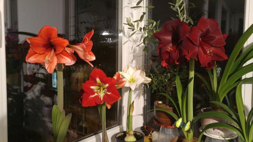  - barbados hippeastrum 2018