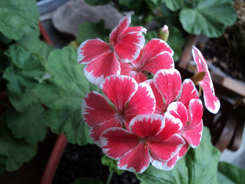 poze 2015 434 - Muscate 2017-2018- 2019-2020-2023-2024 - 2025