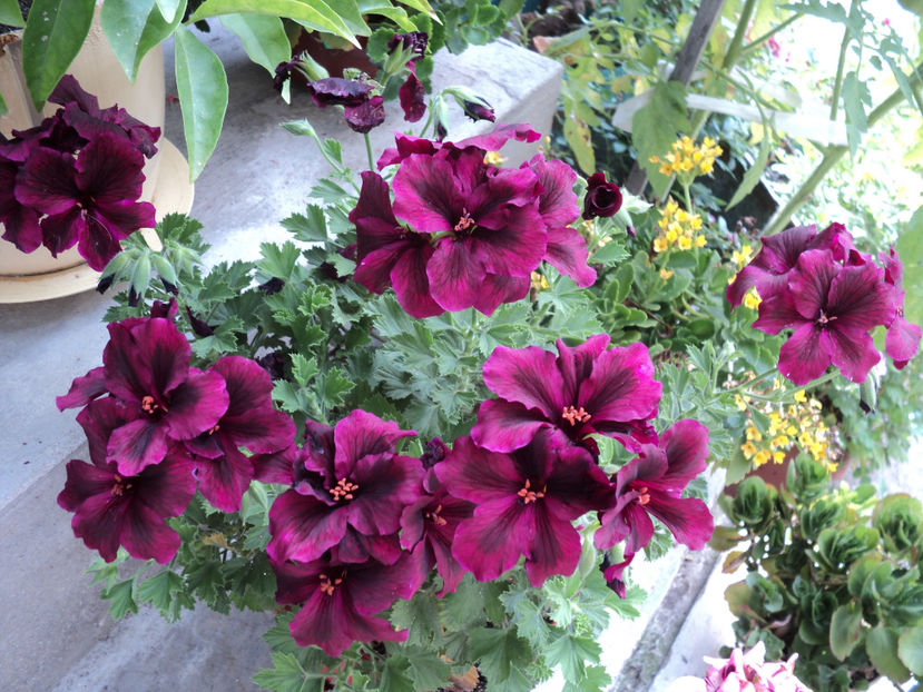 poze 2015 455 - Muscate 2017-2018- 2019-2020-2023-2024 - 2025