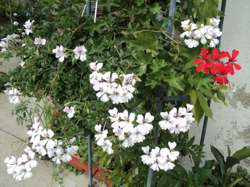 poze 2015 339 - Muscate 2017-2018- 2019-2020-2023-2024 - 2025