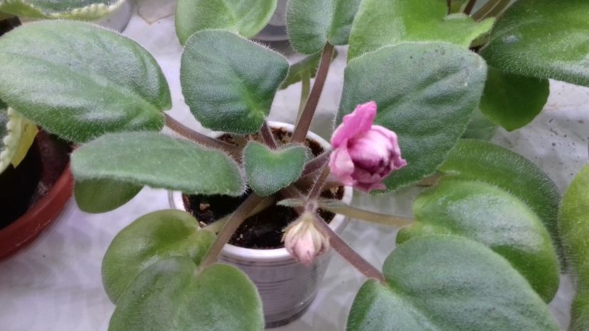 Ek Babie Leto 01.08.18 - EK Babie Leto