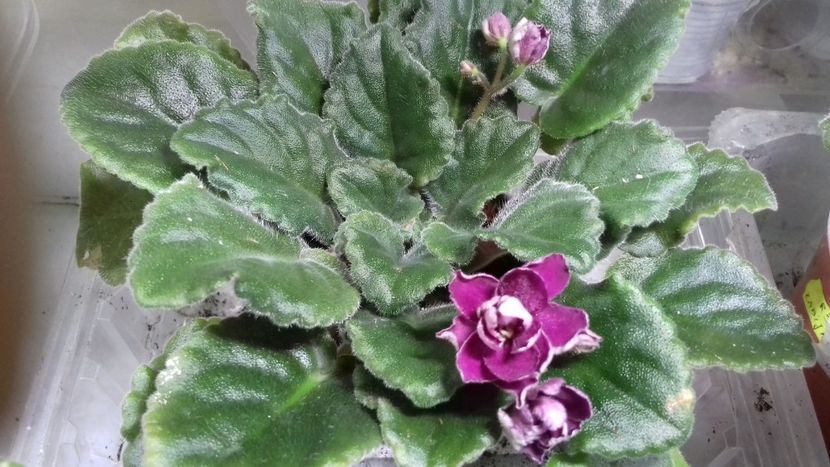  - ZZ Ness Antiqua Red