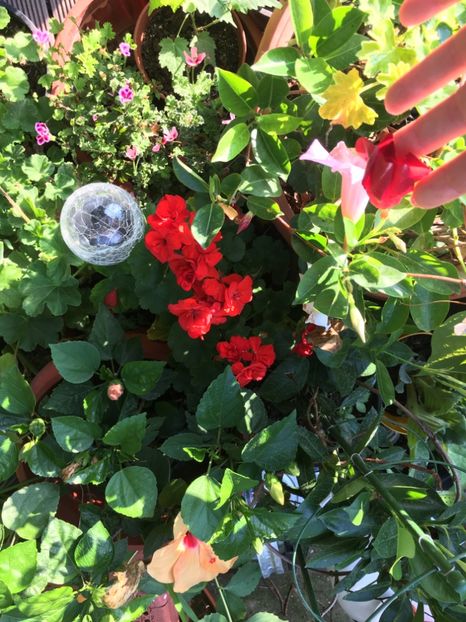 0202FFD2-2411-4DB2-891B-4A42224CECCD - Mandeville 2018