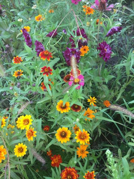 C032A574-916D-4332-8ACF-C37F1BF5F39A - Carciumarese 2018