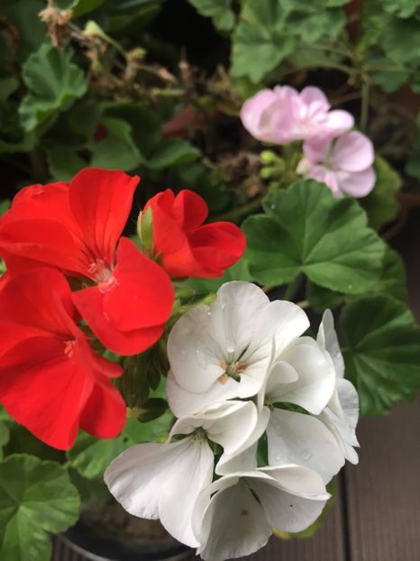 2020F4E4-813B-4579-9B70-377A2AB9BB36 - Muscate 2018