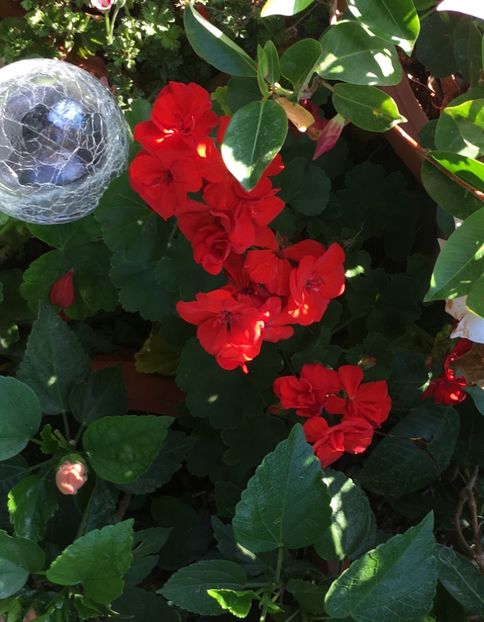 3981D95C-FCF8-4971-8206-67405F475EED - Muscate 2018