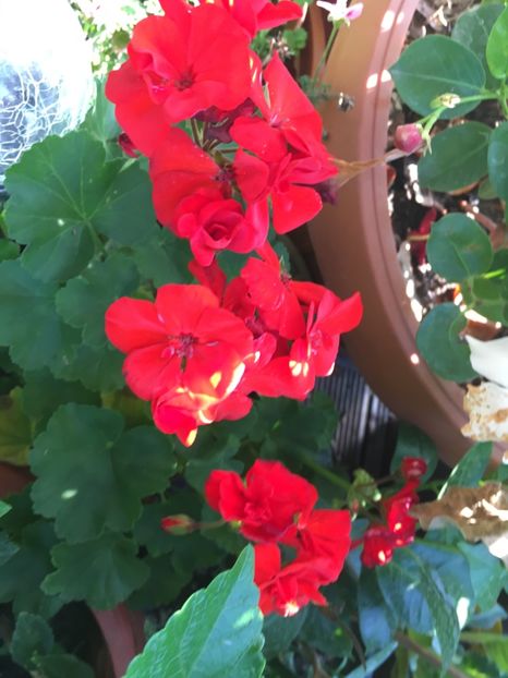 E8A0AF39-137E-40BC-994A-7D9D433FC0E8 - Muscate 2018