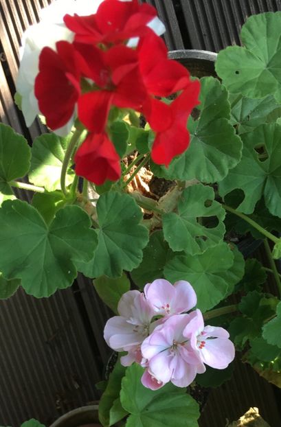 17E7BCB9-ECF0-49B0-B81E-78CF2F4C9FB9 - Muscate 2018