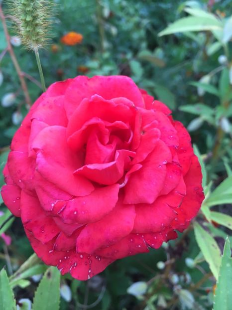 16BDCAD5-A5F0-406C-A44E-0D2D53BC6035 - Trandafiri la balta