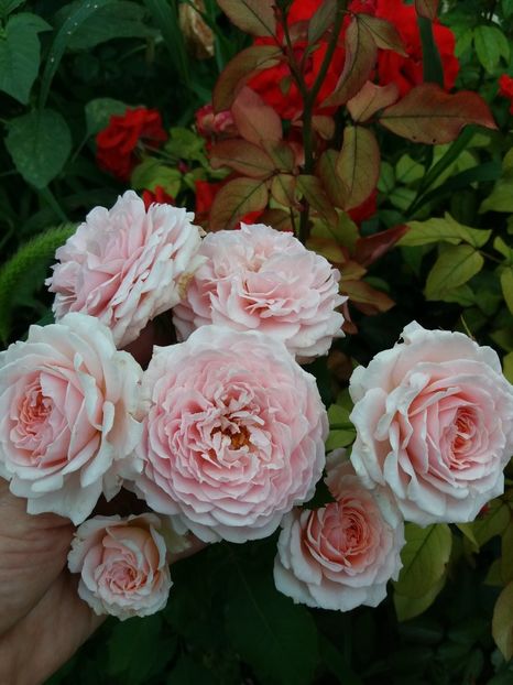  - Louise De Marillac 1