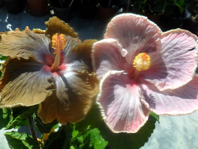  - hibiscusi 2018 4