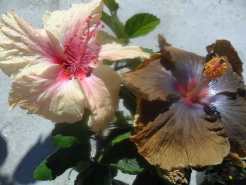  - hibiscusi 2018 4