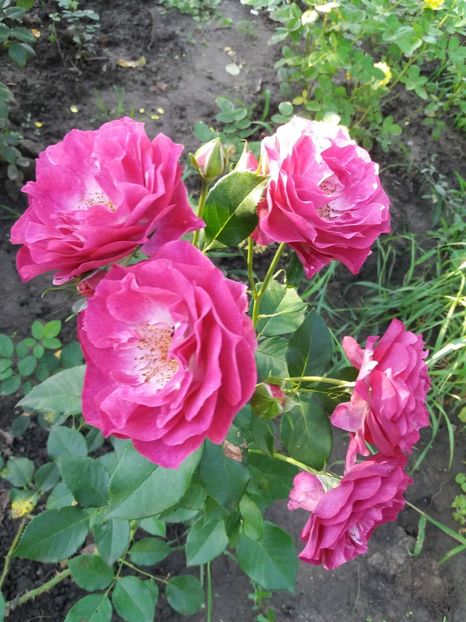  - Wild Blue Yonder Rose 1