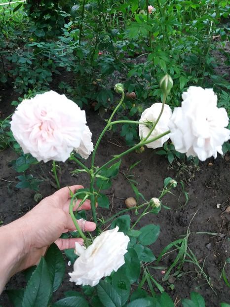  - Souvenir de la Malaison 1