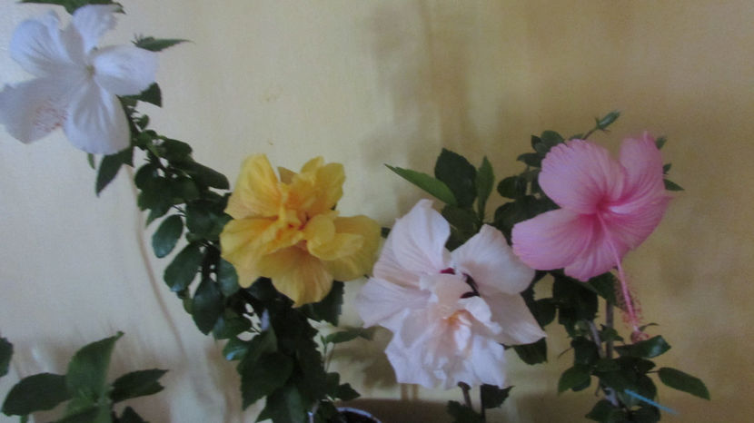 s-au mai adunat doi..... - Hibiscus 2018