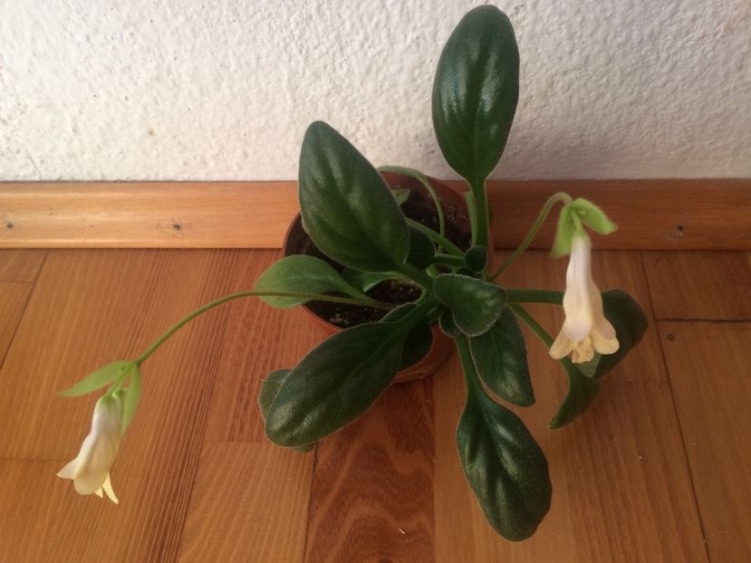 3.08.2018 - Chirita Ayko