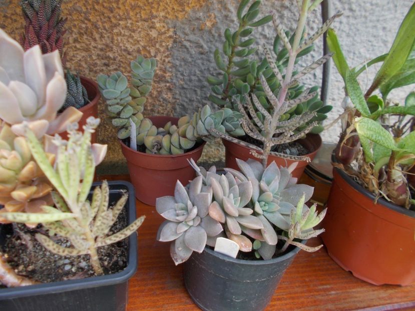  - Cactusi si suculente_2018