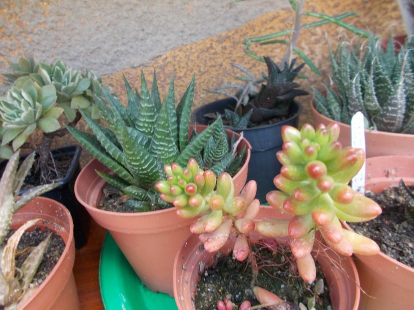  - Cactusi si suculente_2018