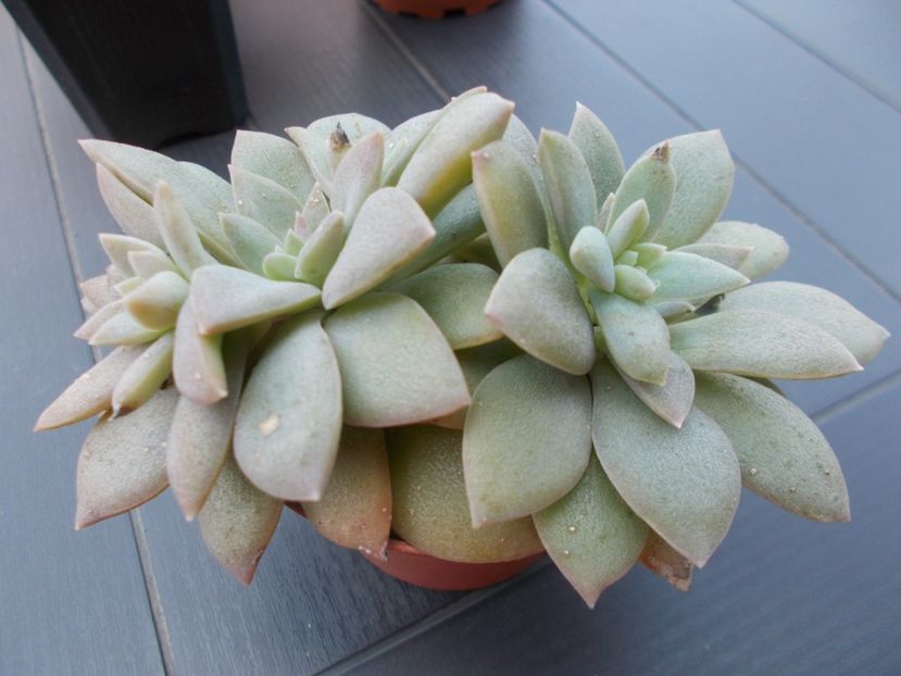  - Cactusi si suculente_2018