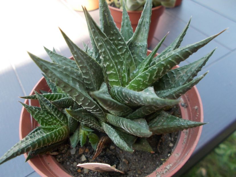  - Cactusi si suculente_2018