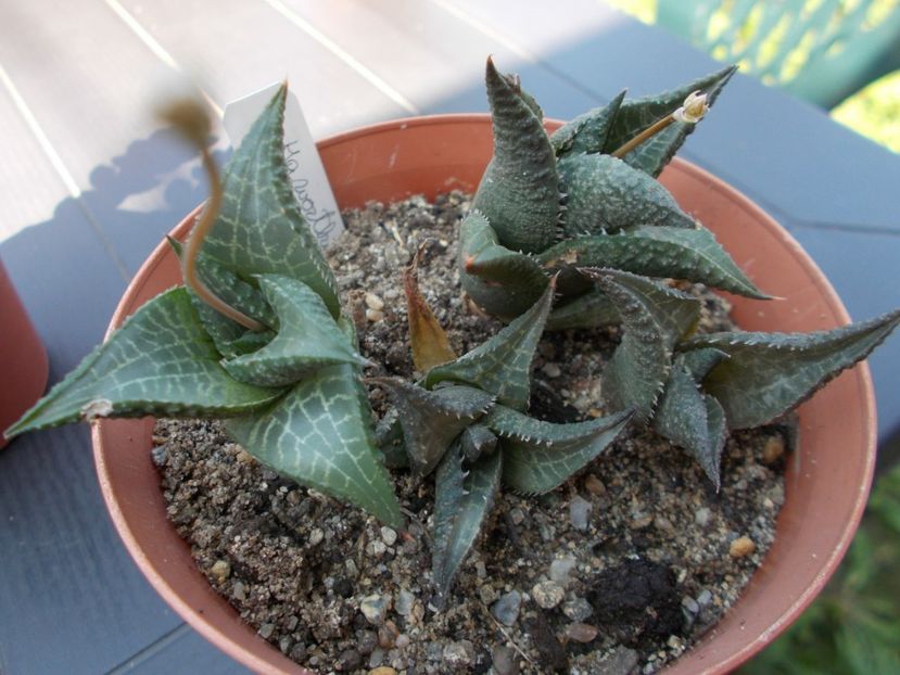  - Cactusi si suculente_2018