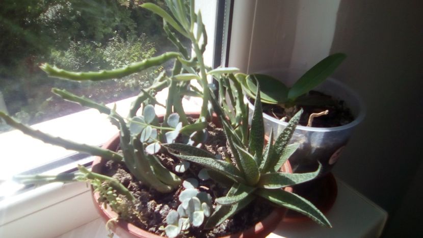 IMG-20180803-WA0028 - - Scoala de flori