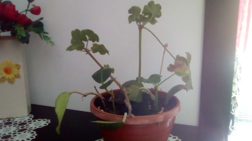 incercari - - Scoala de flori