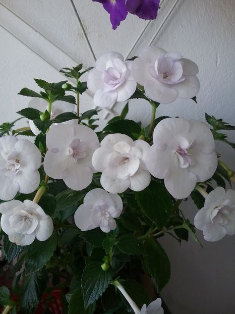  - Double Picotte Rose