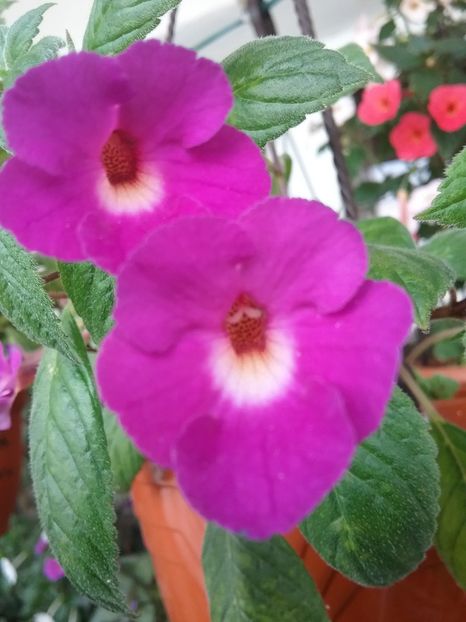 Lavender Fancy - AA RIZOMI ACHIMENES 2022