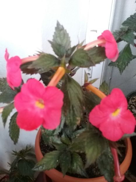Flamenco - AA RIZOMI ACHIMENES 2022