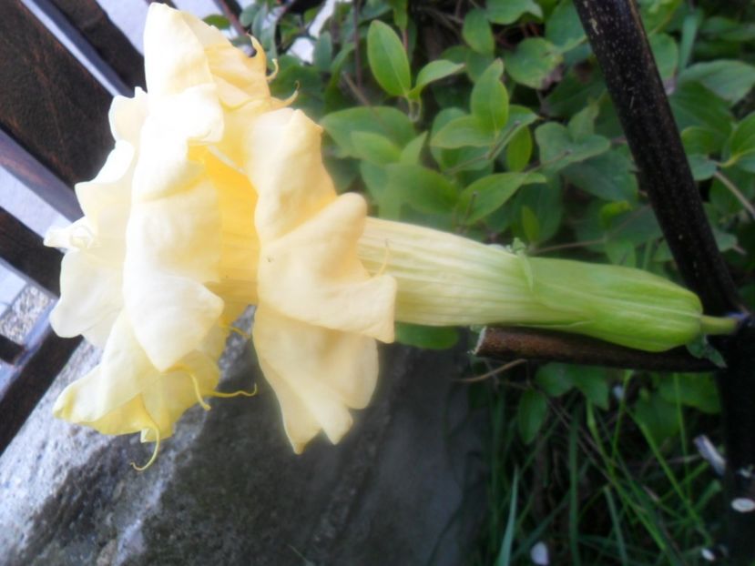 - brugmansii 2018 1