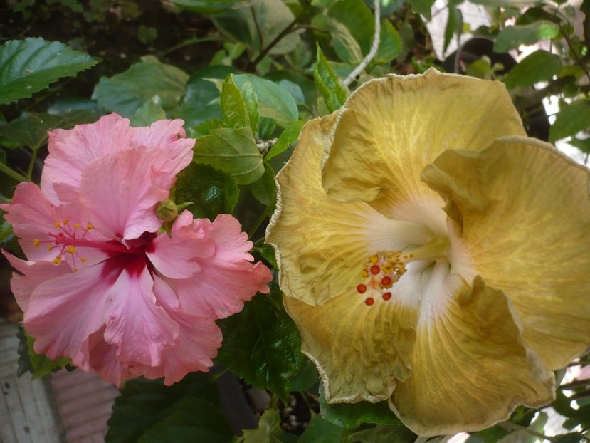 03.08.2018 - HIBISCUSI 2018-3