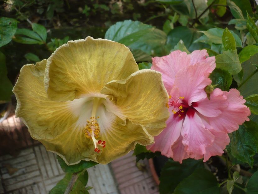 P1390219 - HIBISCUSI 2018-3