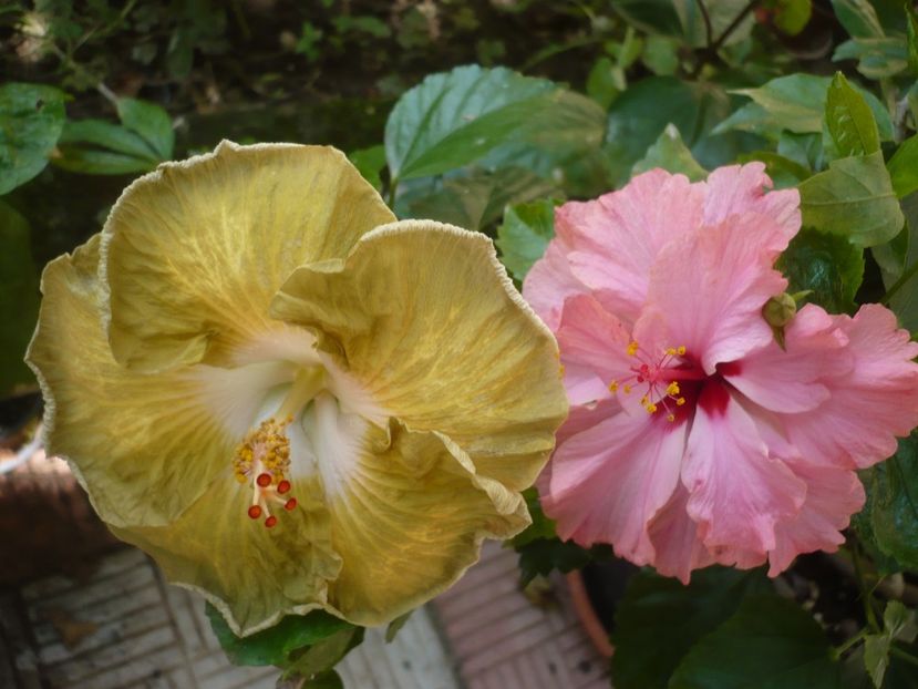 P1390220 - HIBISCUSI 2018-3