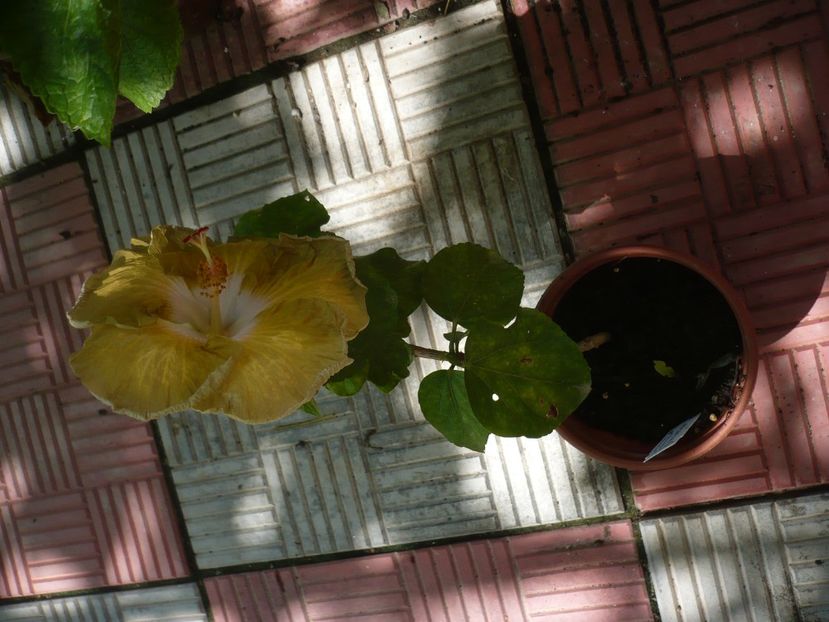 P1390221 - HIBISCUSI 2018-3