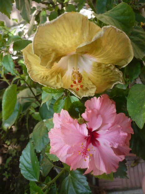 P1390222 - HIBISCUSI 2018-3