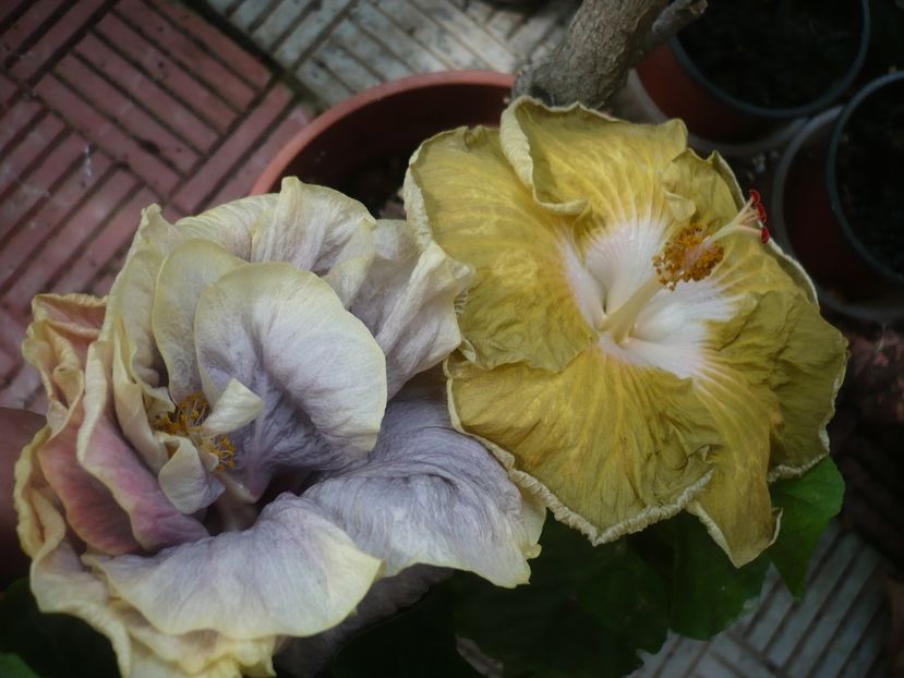 P1390224 - HIBISCUSI 2018-3